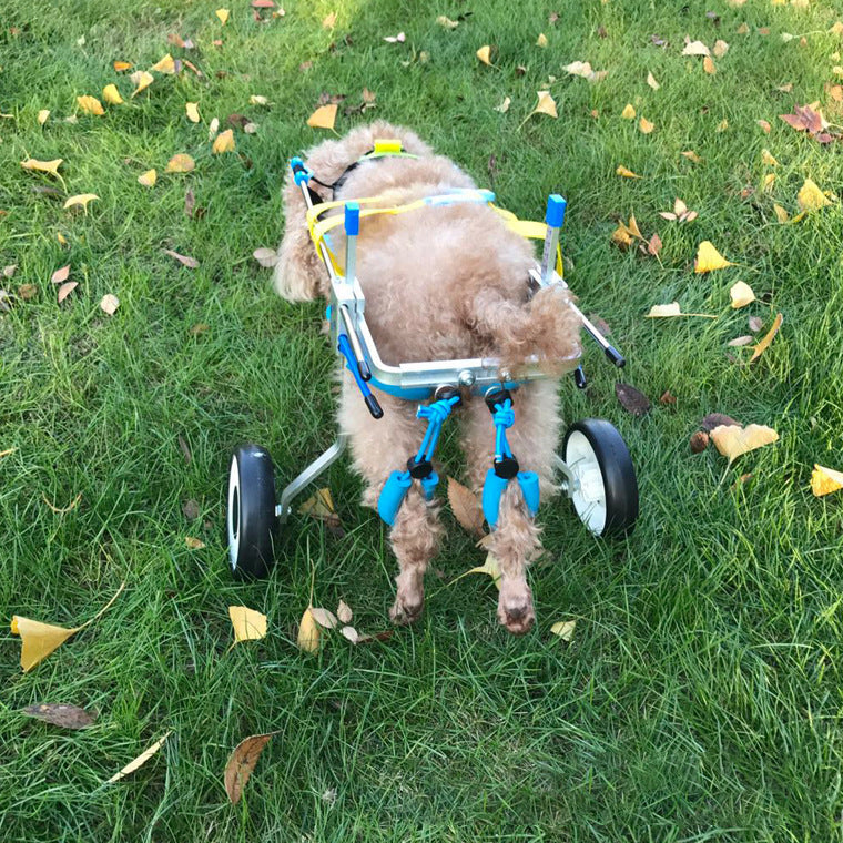 Korton Adjustable Dog Wheelchair – For Disabled & Injured Pets