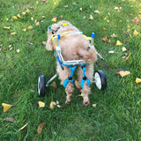 Korton Adjustable Dog Wheelchair – For Disabled & Injured Pets