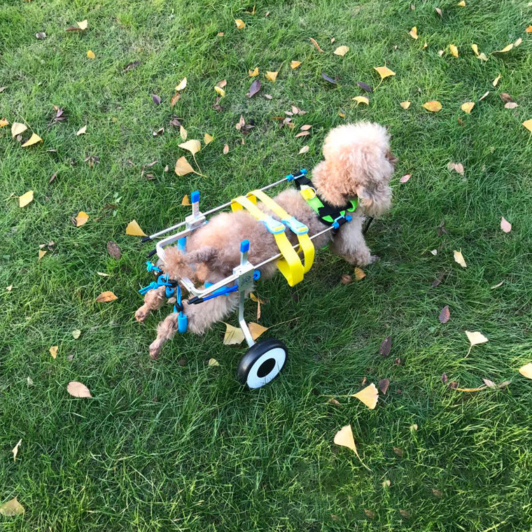 Korton Adjustable Dog Wheelchair – For Disabled & Injured Pets