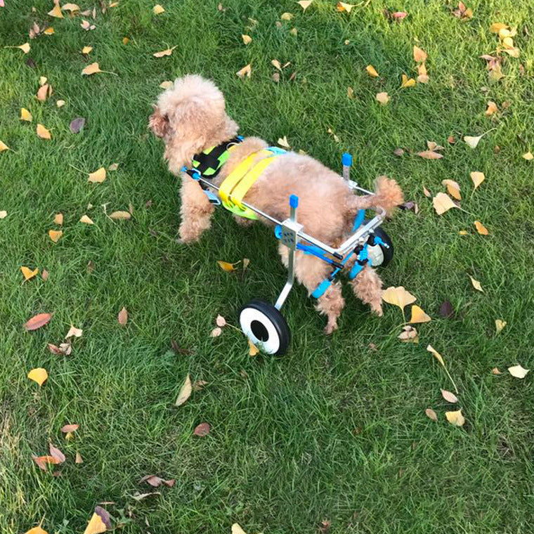 Korton Adjustable Dog Wheelchair – For Disabled & Injured Pets